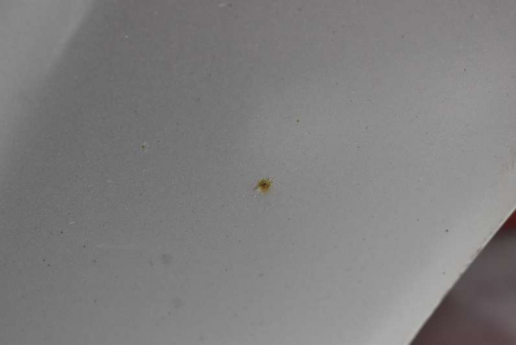 фото №10, Двері ліва задня задні сріблястий toyota corolla verso 2 ii 01-06