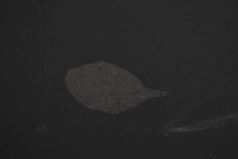 Капот крышка двигателя a08/7 bmw e60 e61 03-07 Цена