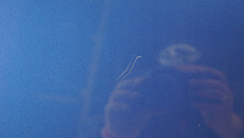 фото №6, Дверь левый перед audi a4 b8