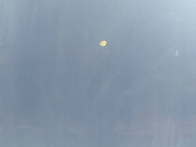 фото №7, Капот кришка багажника кришка двигуна vw new beetle 9c1, 1c1 garbus