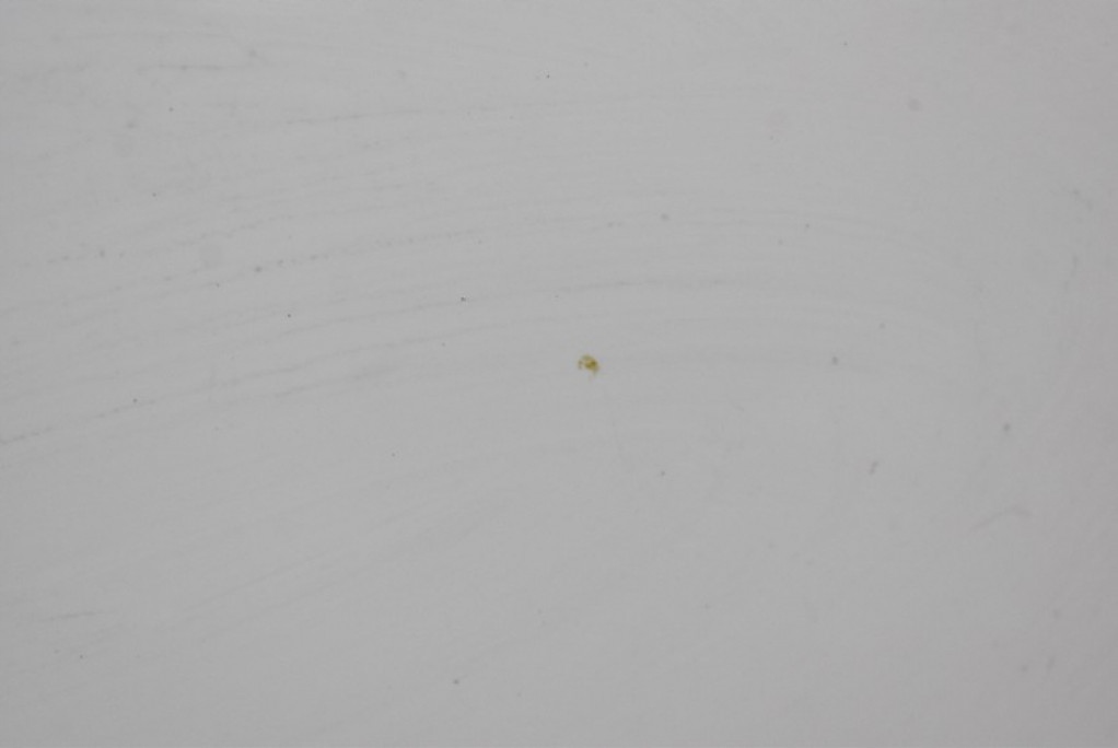 фото №8, Капот крышка двигателя белый renault trafic 3 iii 14-21