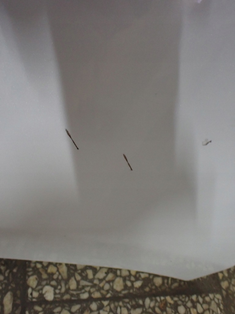 фото №14, Бампер задняя pdc renault grand scenic iii europa 2011 white teqnc 8258