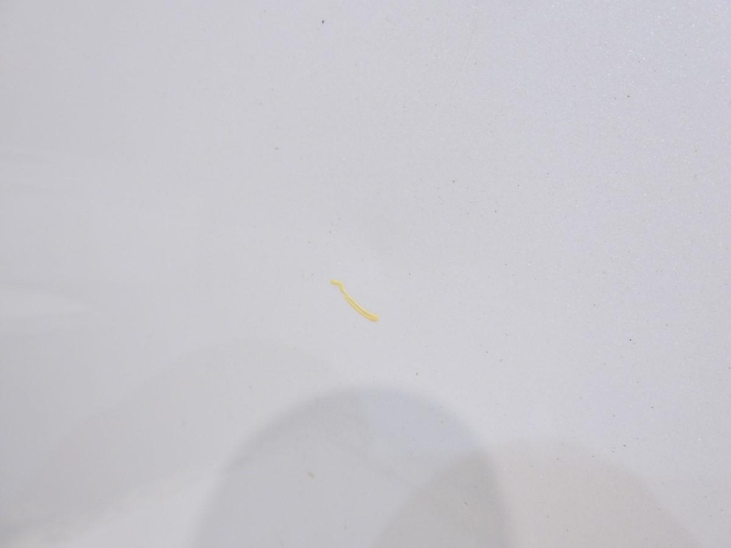 фото №3, Капот teqxa renault latitude