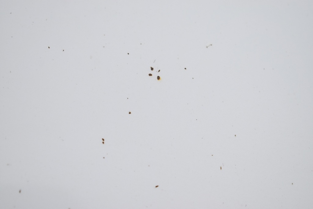 фото №4, Капот кришка двигуна mazda 6 ii gh