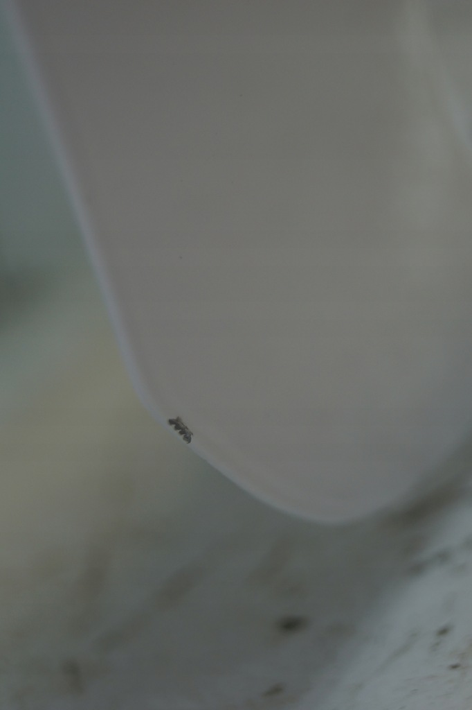 фото №9, Кришка багажника багажника chevrolet aveo t300