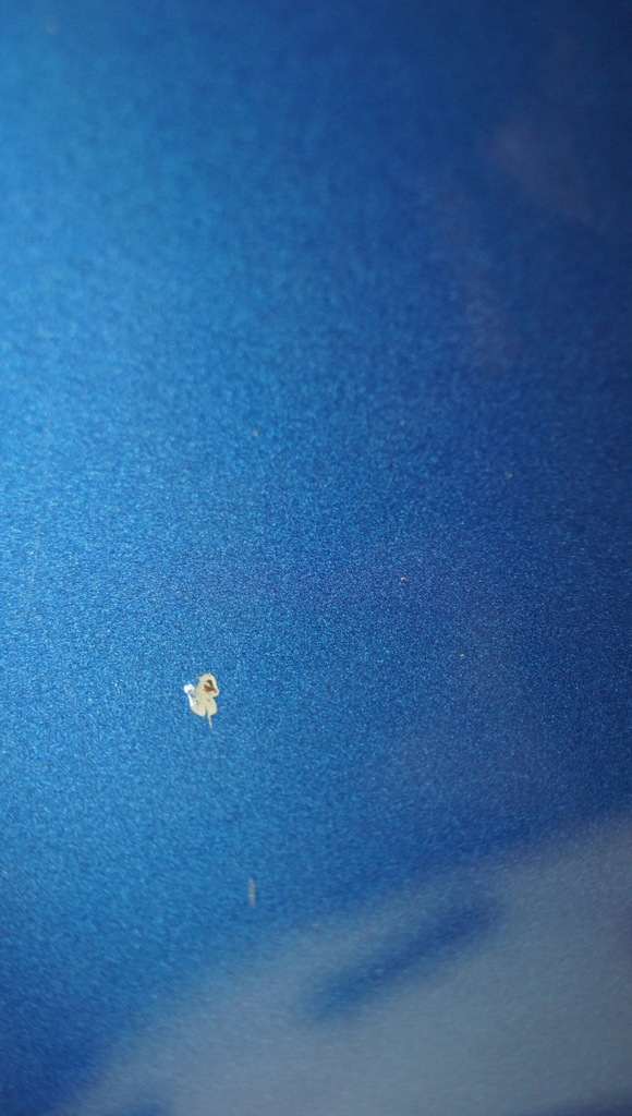 фото №9, Капот кришка двигуна toyota yaris ii 8t0