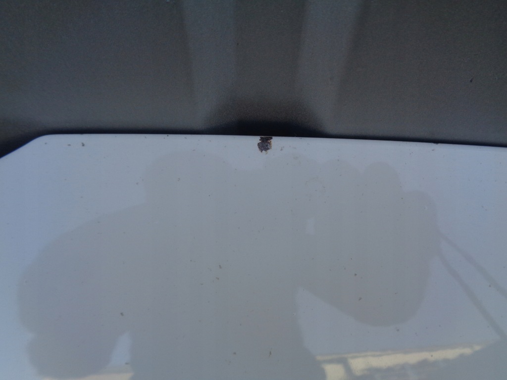 фото №4, Vw polo 9n панель фари капот передня білий