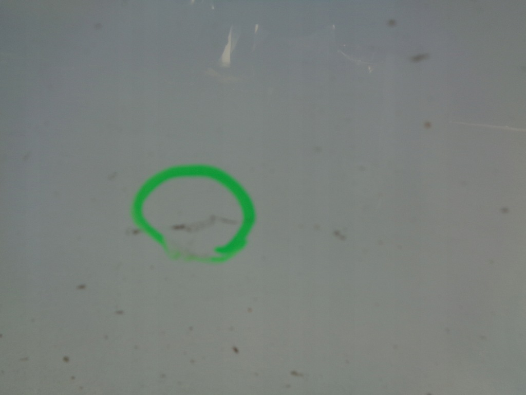 фото №8, Двері ліва renault megane 3 iii coupe ov369