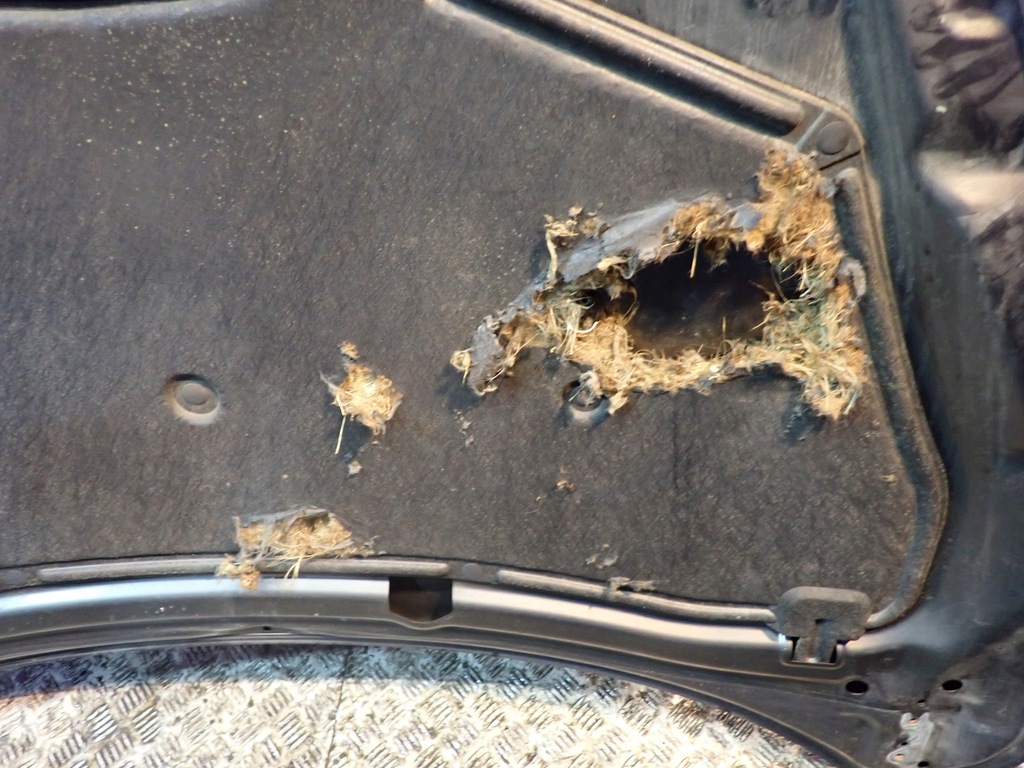 фото №4, Mazda 3 ii bl 08- капот крышка двигателя лак 38r