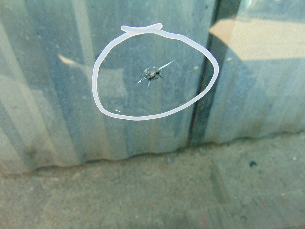 фото №16, Стекло лобовое ford ecosport mk2 lift 2017r