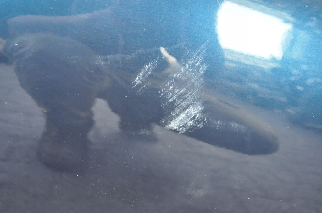 фото №9, Bmw x1 e84 двері правий перед передні