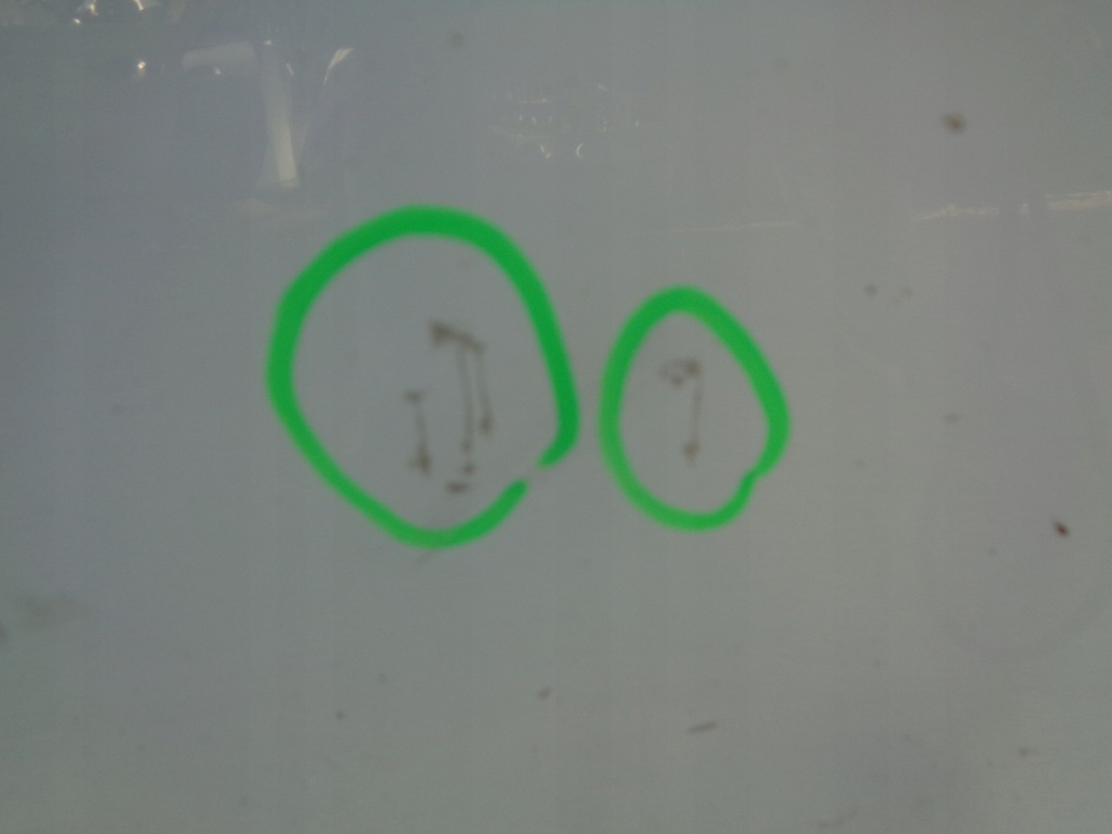 фото №6, Двері ліва renault megane 3 iii coupe ov369