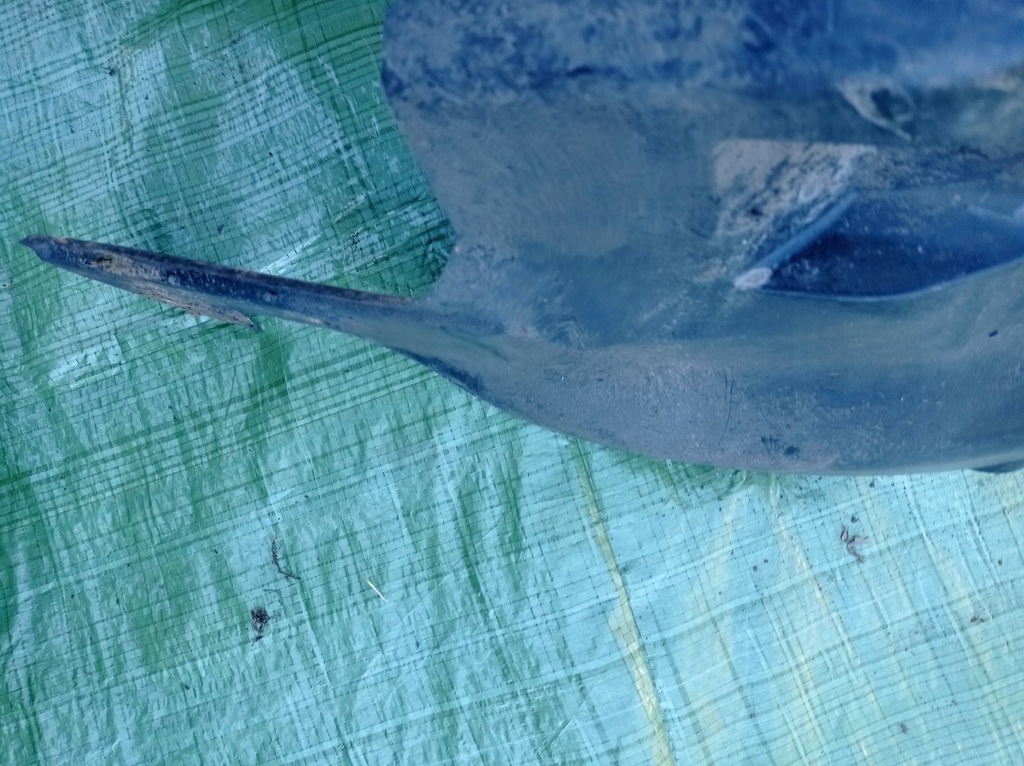 фото №8, Nissan primera p12 hb підкрилок лівий задня