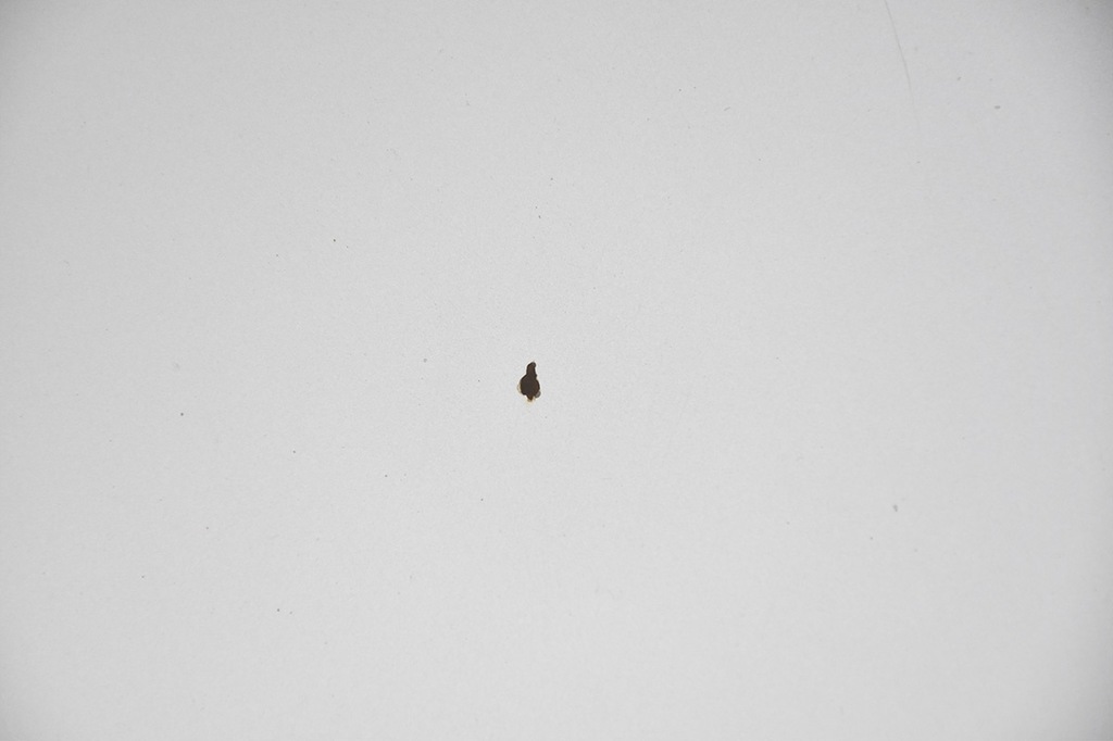 фото №7, Капот кришка двигуна toyota corolla verso ii