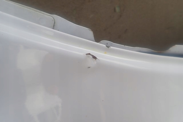 фото №7, Дверь правое задние правый задняя hyundai i10 ii 14-