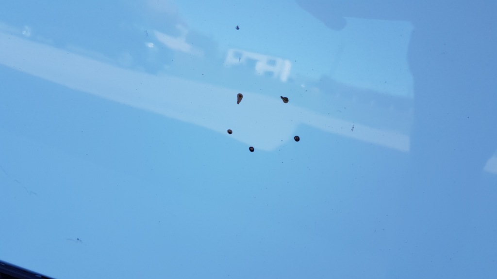 фото №5, Капот jumpy ii scudo expert 07-15