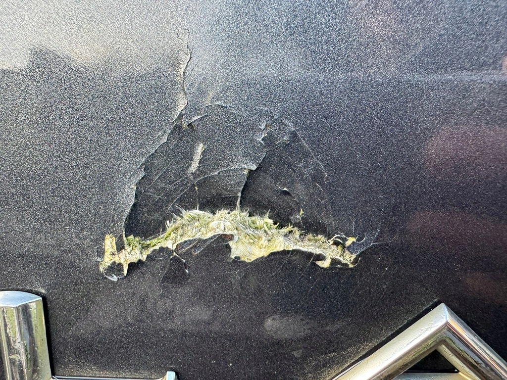 фото №10, Renault laguna iii кришка багажника багажника teb66