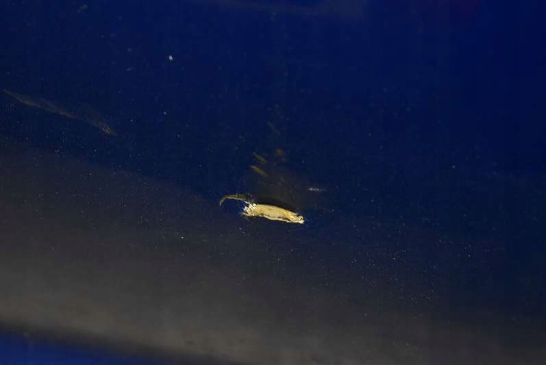 фото №7, Бампер задняя задний niebieski mg zr 105 01-05