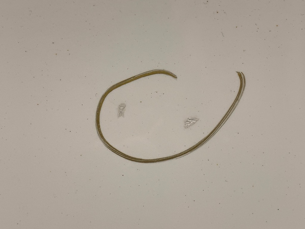 фото №5, Дверь левый перед chevrolet orlando minivan