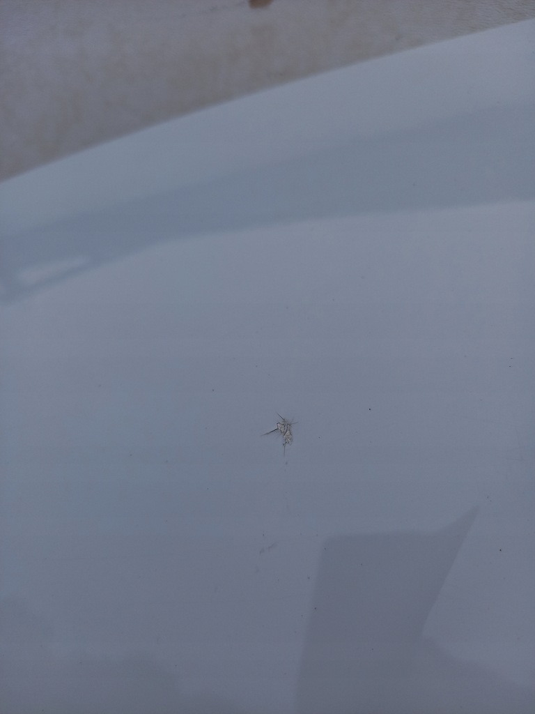 фото №7, Капот renault scenic iv 4