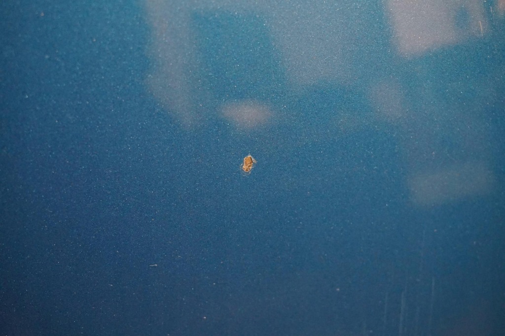 фото №4, Капот крышка двигателя renault captur tprpm