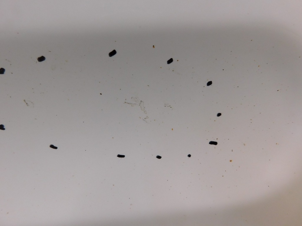 фото №5, Дверь правое перед transit connect 1.8tdci 06r