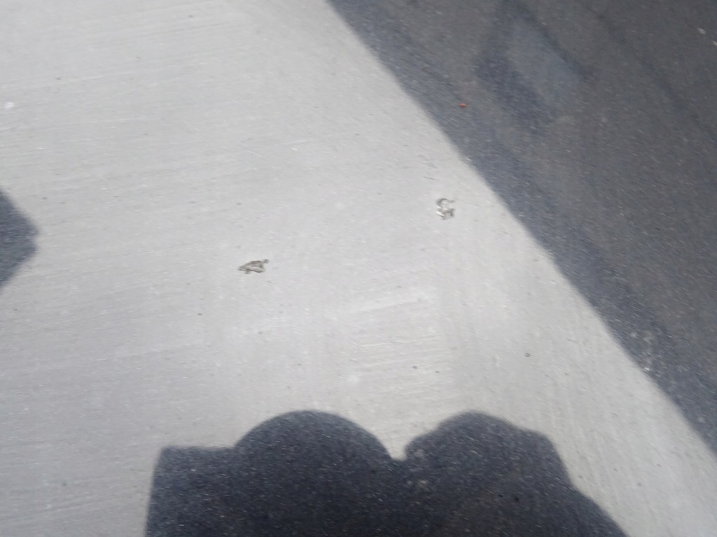 фото №10, Капот vw touran i 1 1t0 vw caddy iii 03-06 czarna