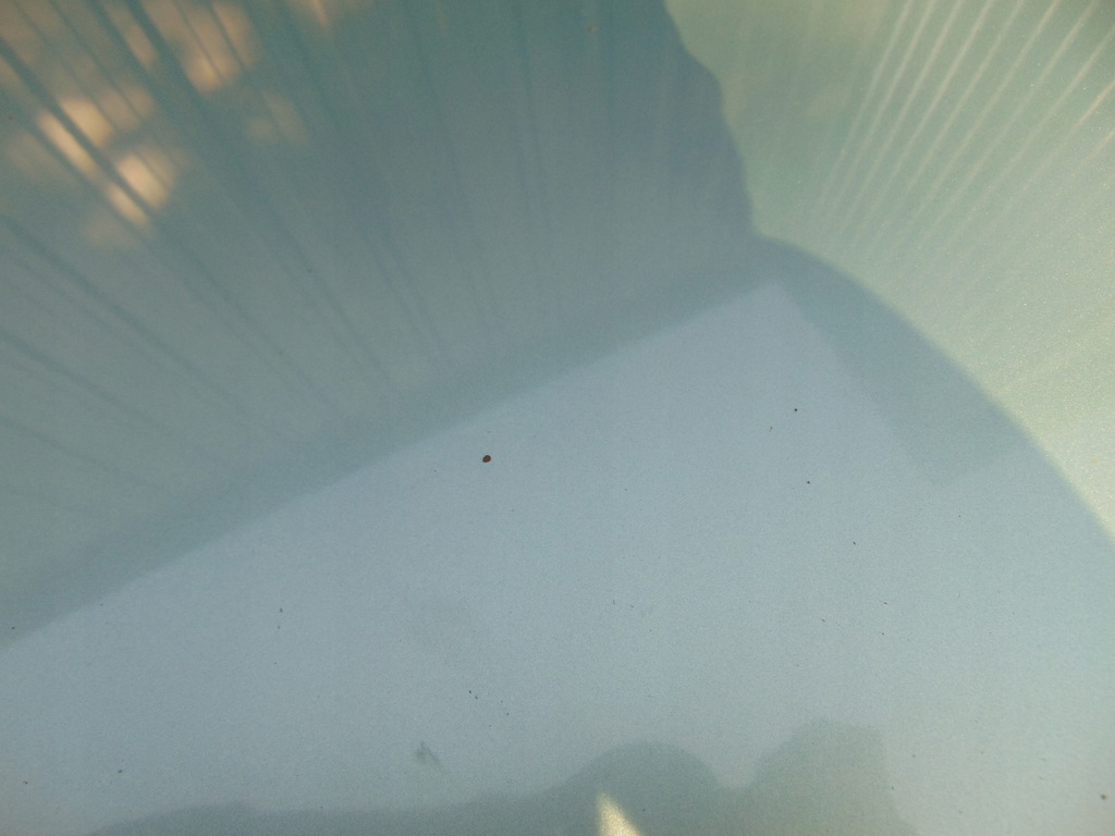 фото №7, Капот ford mondeo mk3 f0