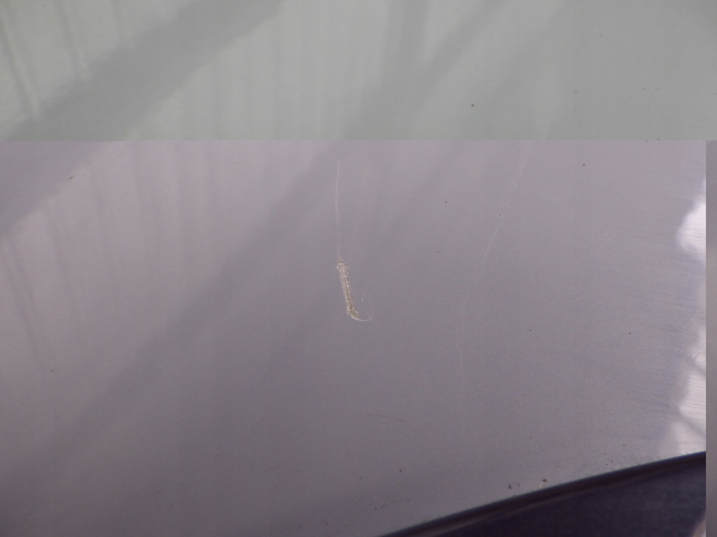 фото №8, Audi a1 82a city крыло левый передний перед