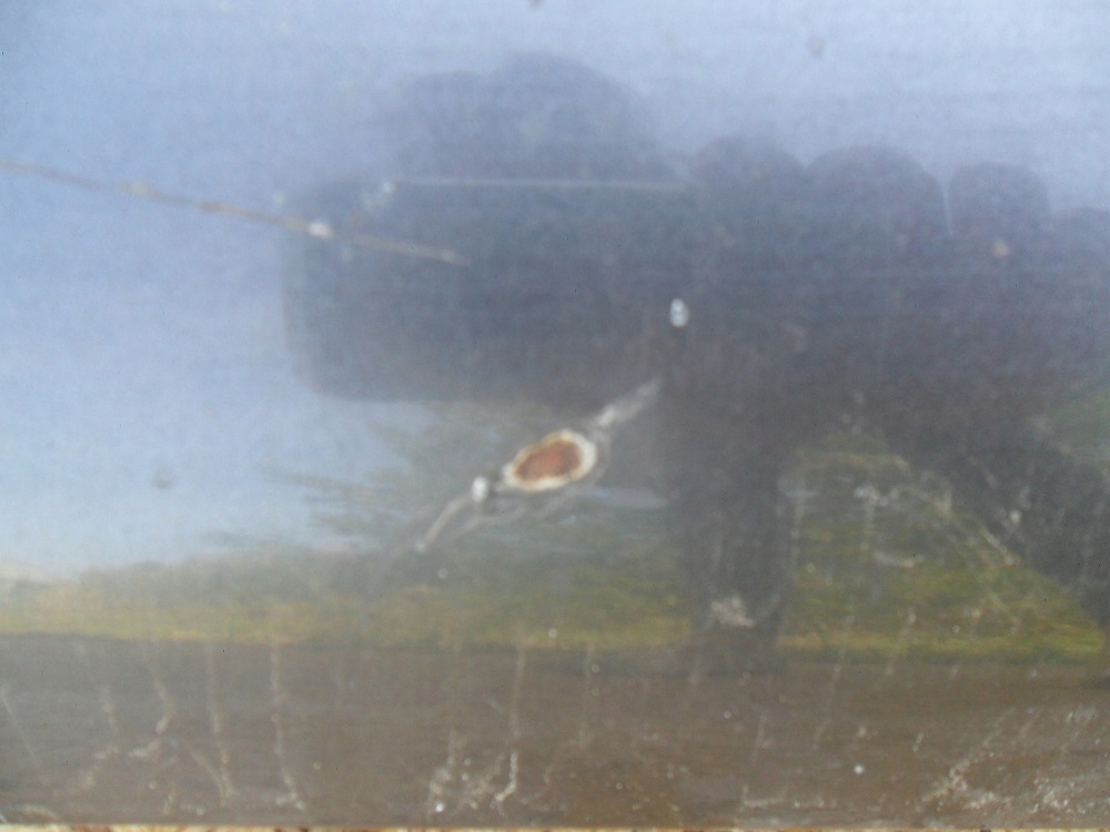 фото №8, Ford maverick uds/uns 1993-1999 капот