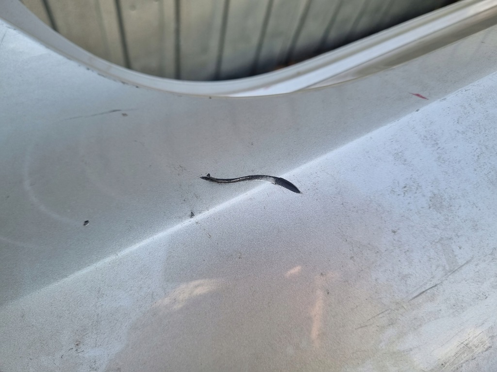 фото №7, Vw jetta 5c6 бампер задня задній