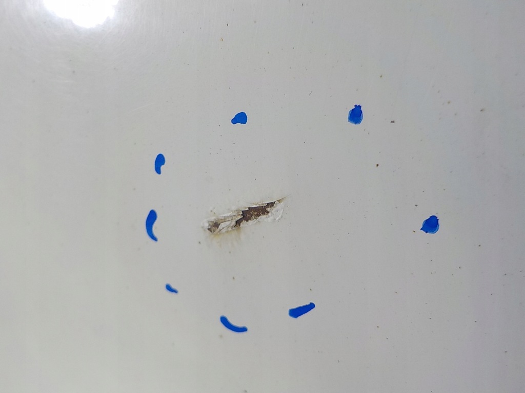 фото №5, Vw transporter t5 04- дверь задняя задние правое