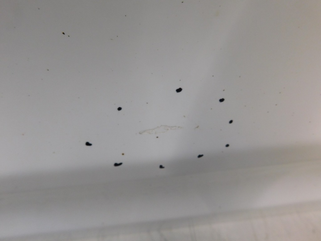 фото №4, Дверь правое перед transit connect 1.8tdci 06r