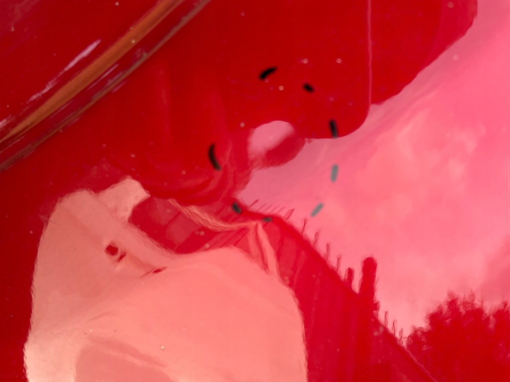 фото №6, Крила лівий передній перед ford kuga mk3 гібрид