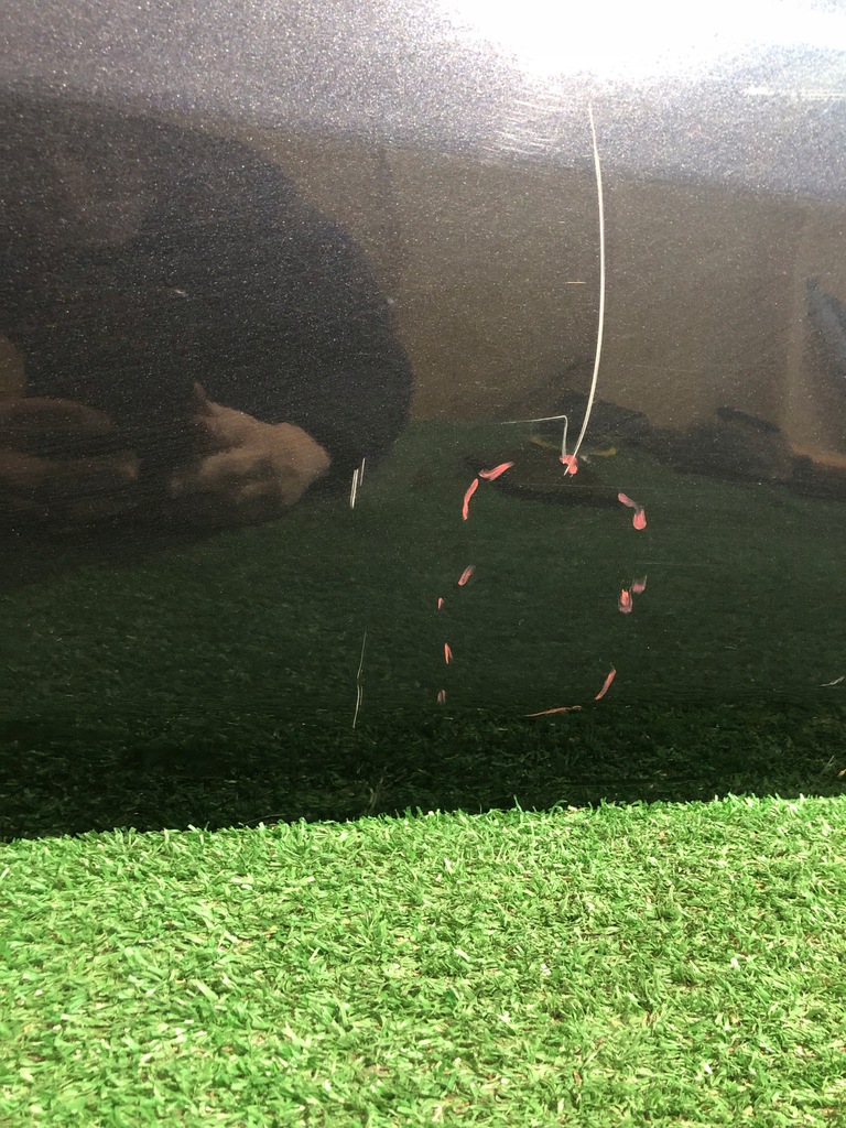 фото №2, Дверь левая задние ford ranger iii