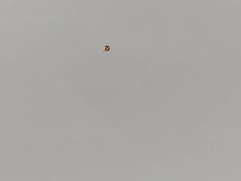 фото №10, Двері лівий задня задні alhambra i sharan 7v8, 7v9