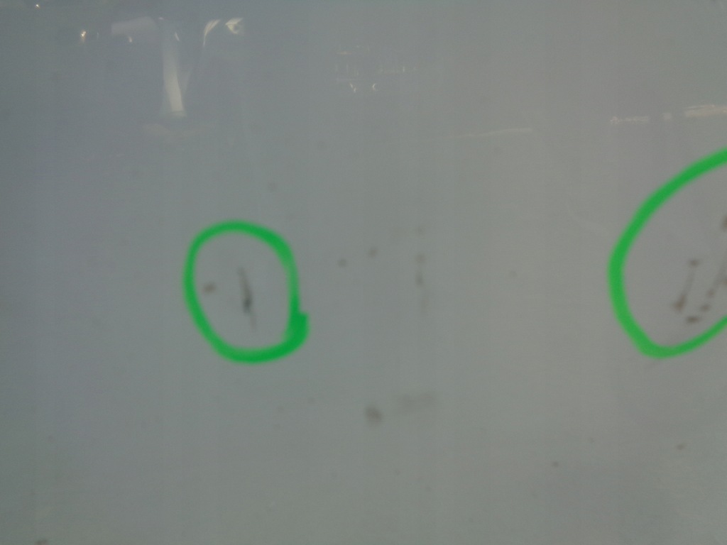 фото №7, Двері ліва renault megane 3 iii coupe ov369