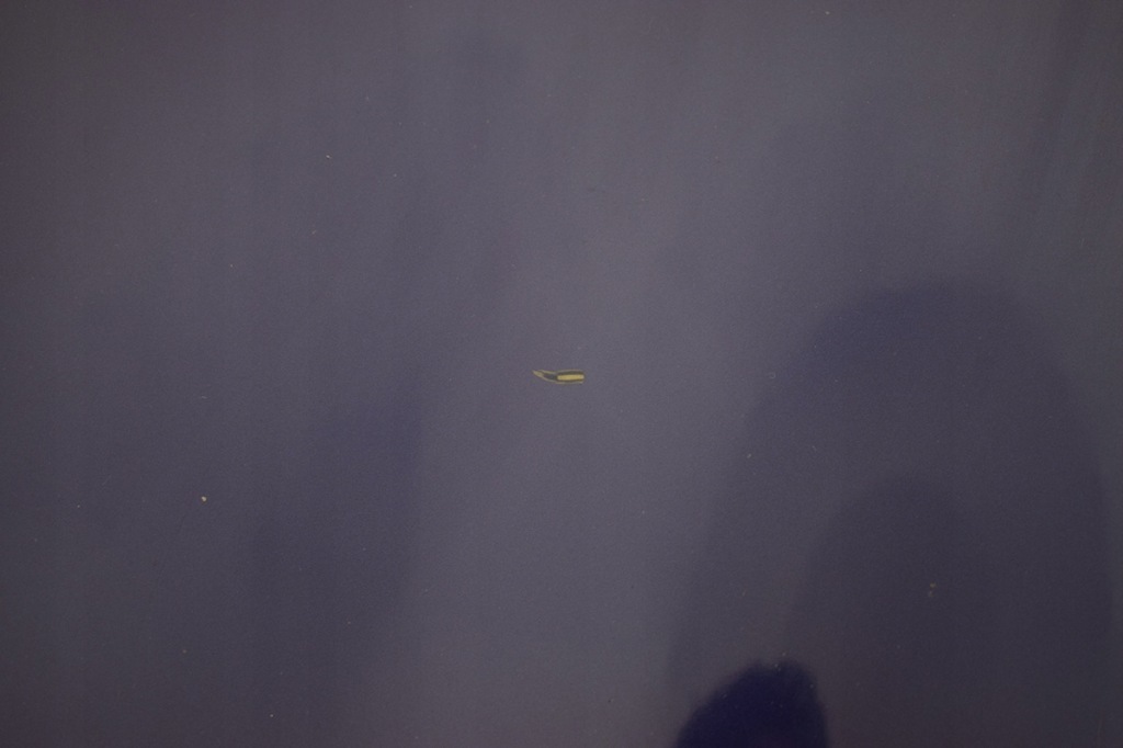 фото №5, Капот крышка двигателя mini one cooper r50 a24/5 lift