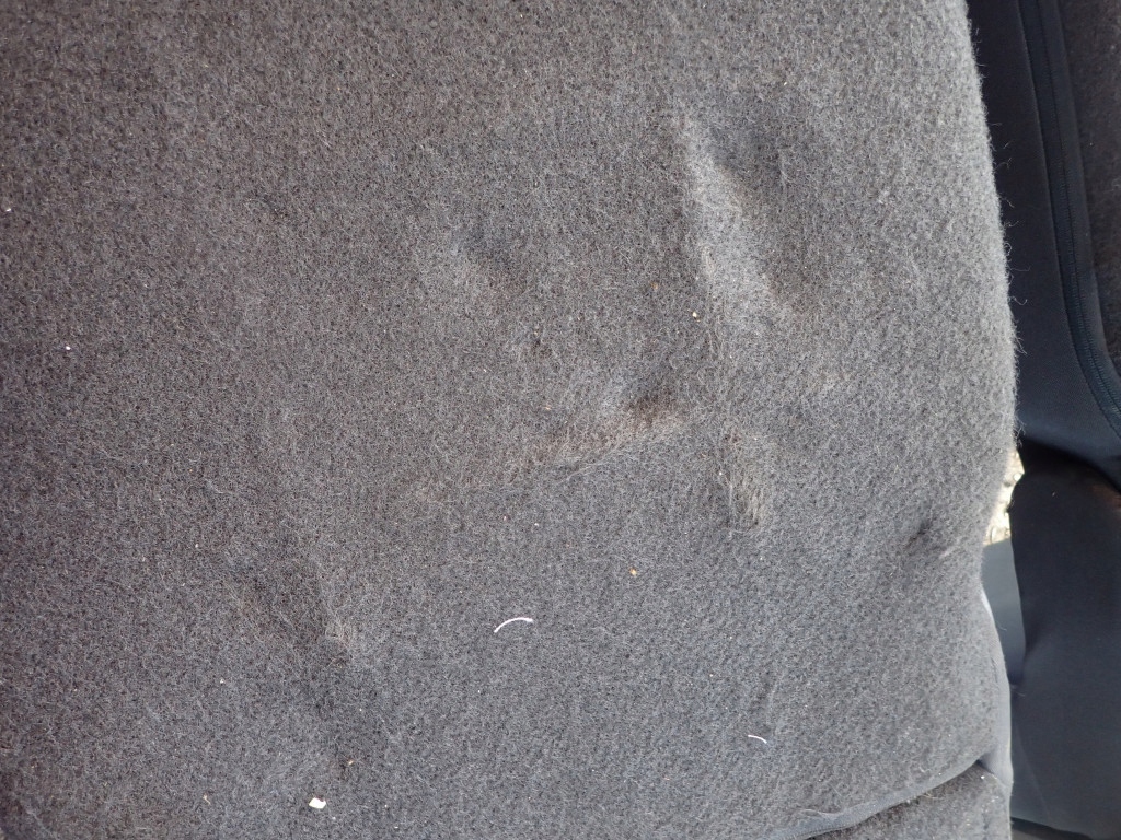 фото №5, Renault scenic iii сидіння задня 2 ряд правий + лівий сидіння