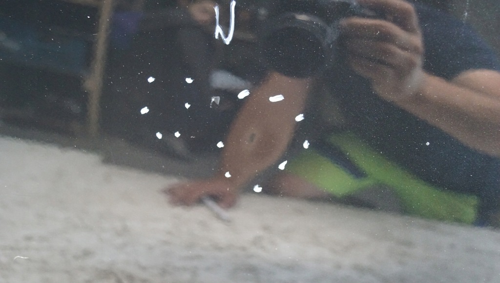 фото №10, Двері правий перед toyota auris i 5d