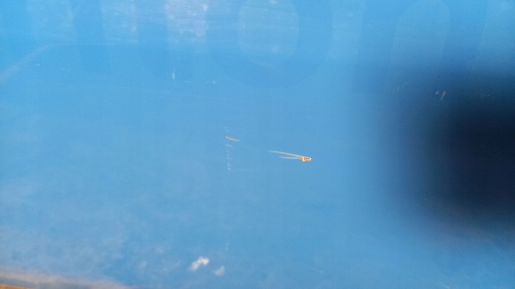 фото №11, Двері ліва задня opel agila 02r 1.2b