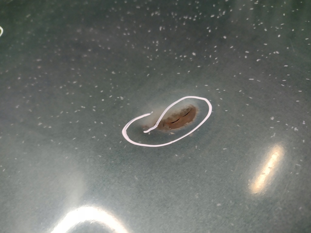 фото №5, Капот кришка двигуна jeep grand cherokee wj