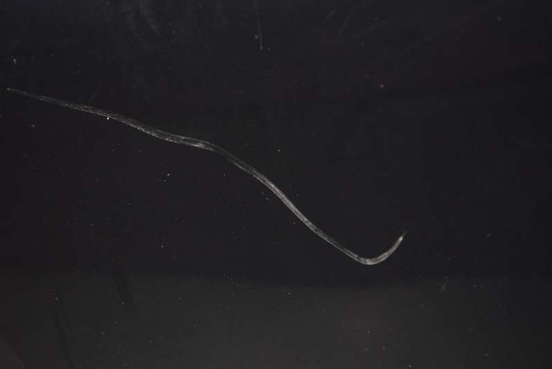 фото №5, Дверь левая перед передние khhc peugeot 308 1 i t7 5d hb 07-11