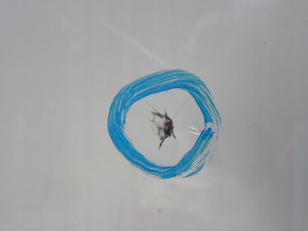 фото №6, Qashqai i j10 +2 стекло лобовое датчик 2008 r