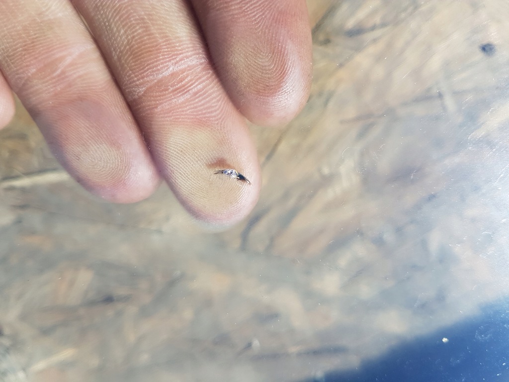 фото №8, Скло лобове передня peugeot 508 08r 2010-2018