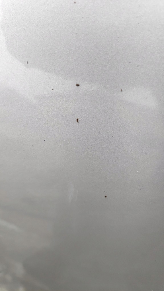 фото №5, Капот крышка двигателя koleos i tekxa