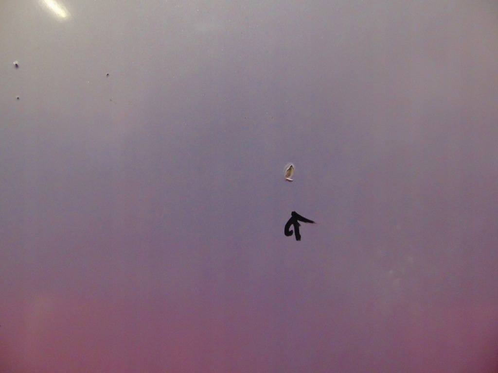 фото №9, Citroen c3 1 i 02- капот кришка двигуна