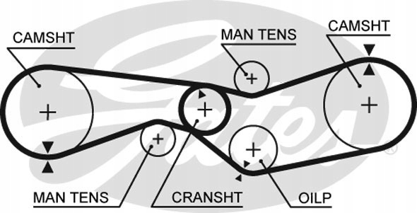 фото №2, Gates 5012 ремень распределительного вала