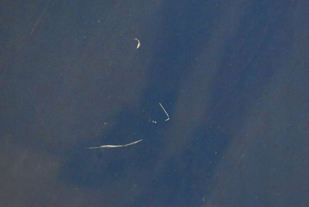 Купити Капот кришка двигуна niebieska hyundai i30 07-12