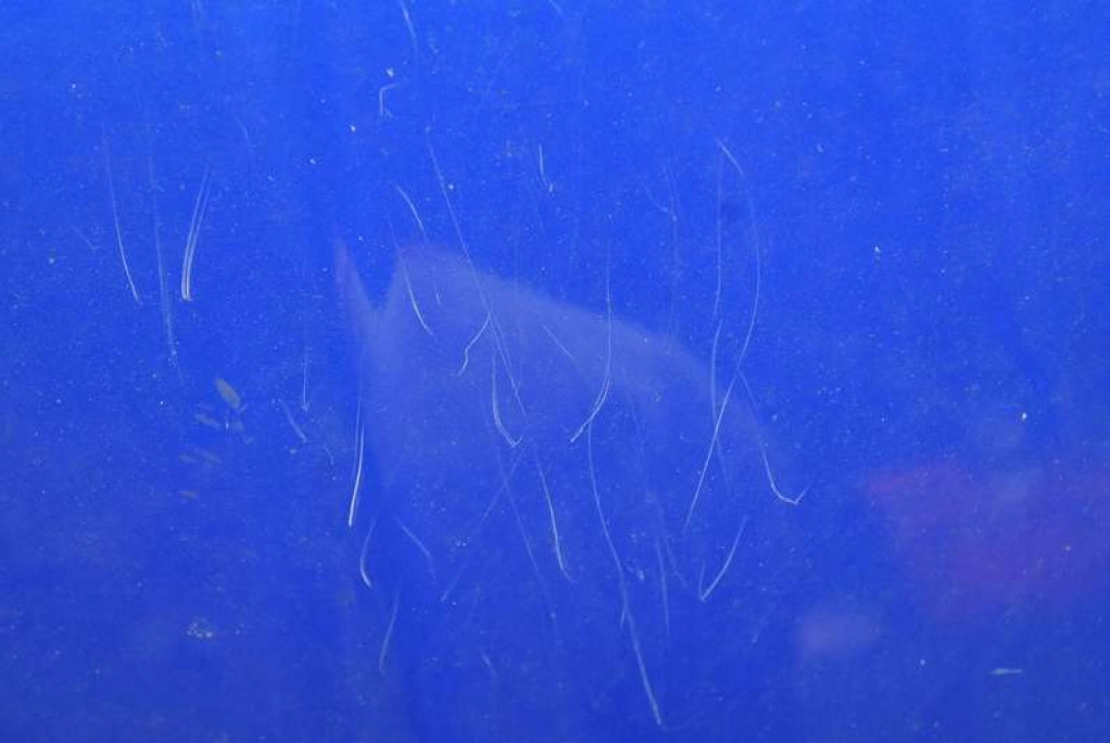 фото №5, Капот кришка двигуна mg zr 105 01-05